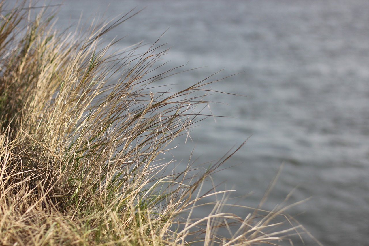 Image - grass dirty blue lake sea