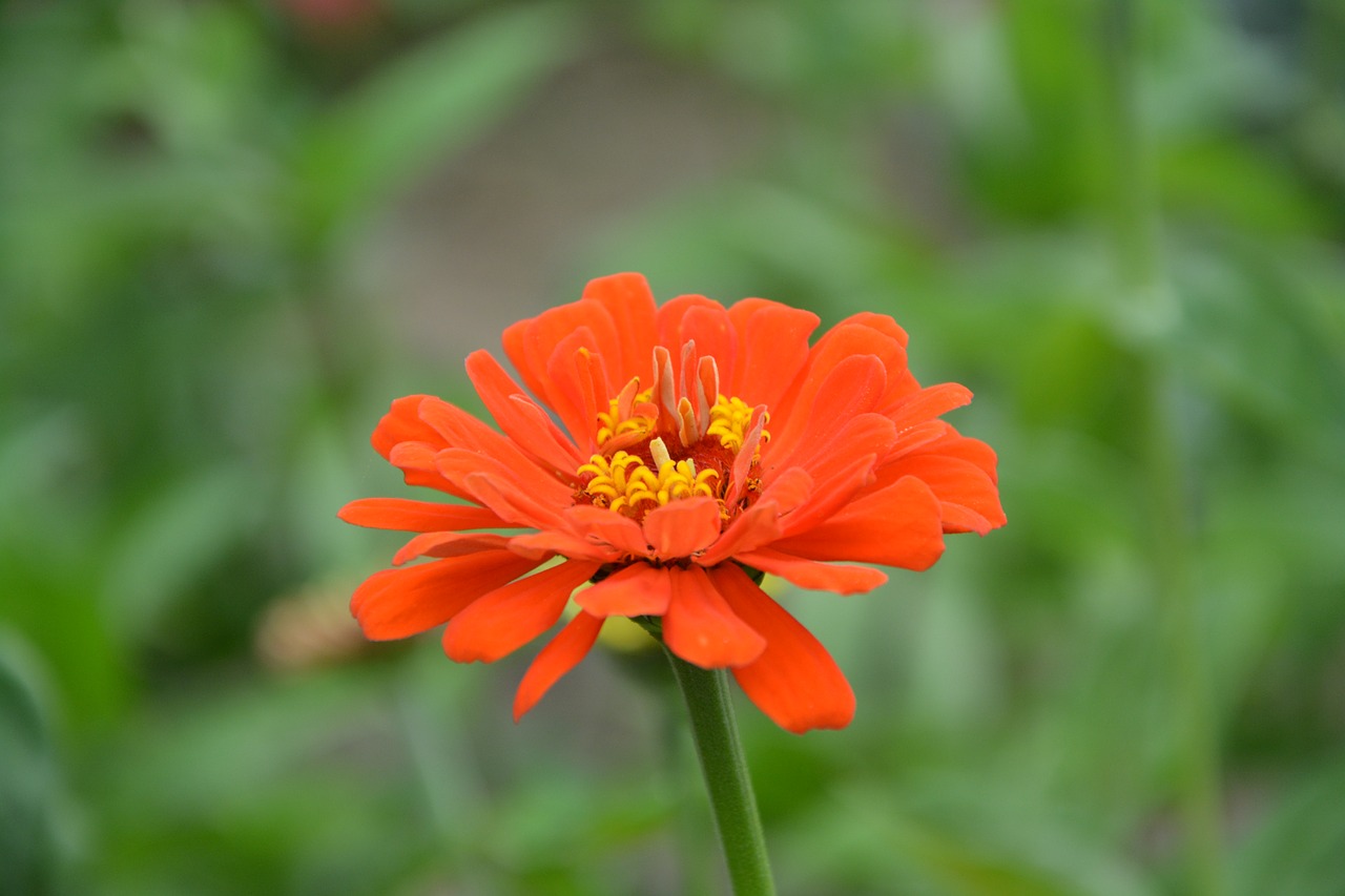 Image - flower petals orange garden massif