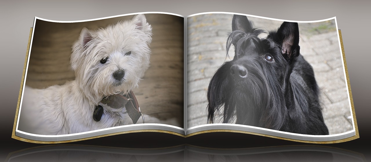 Image - dog westie scottish terrier