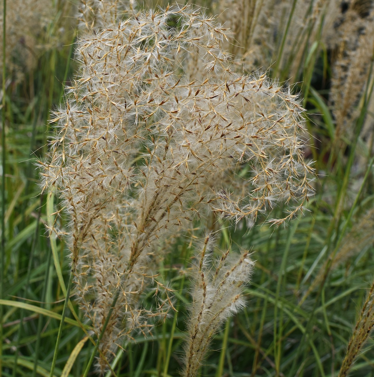 Image - plume grass ornamental grass seeds