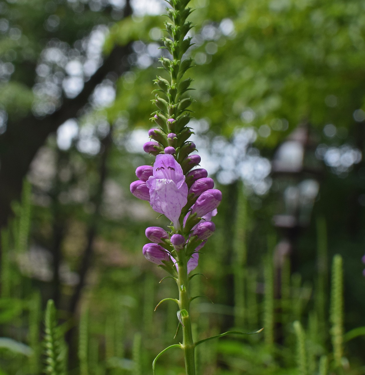 Image - false dragonhead flower blossom