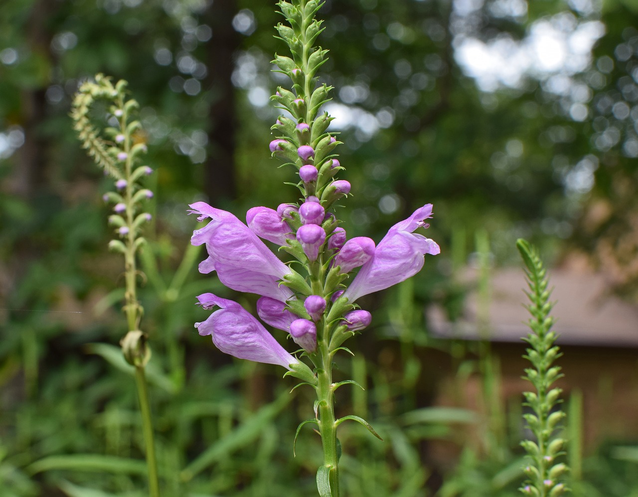 Image - false dragon head flower blossom