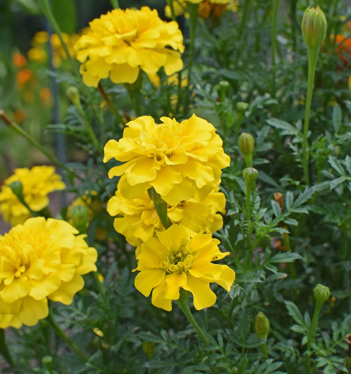 Image - yellow marigold flower blossom