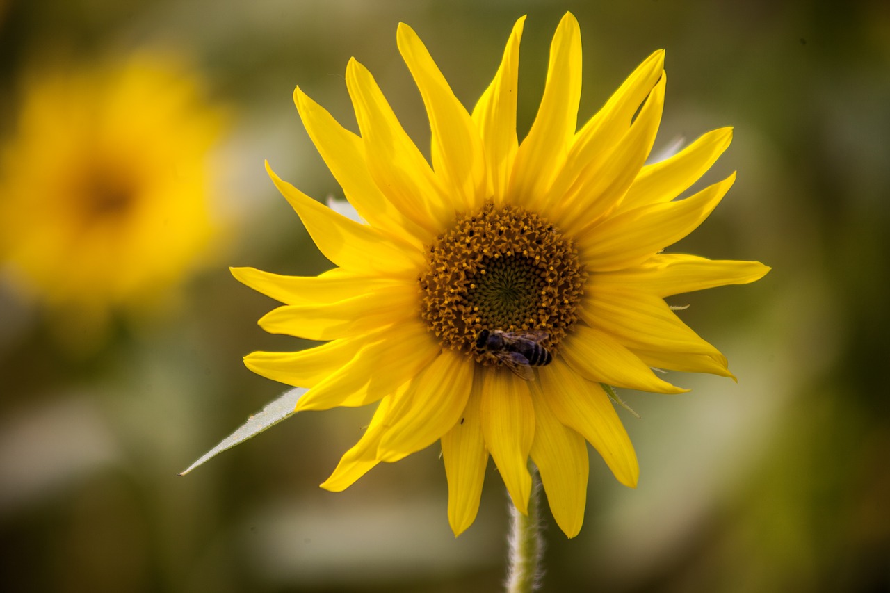 Image - flower sun flower yellow blossom