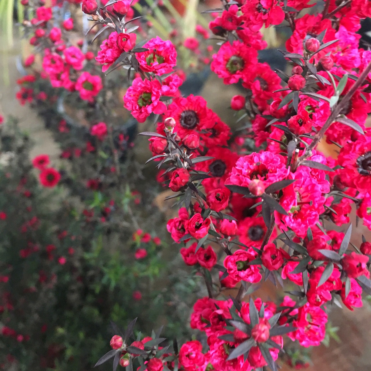 Image - erica plant plant flow erica