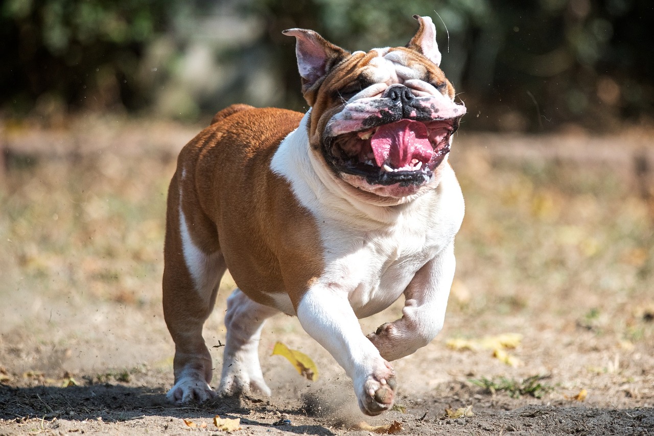 Image - english bulldog bullie bully dog