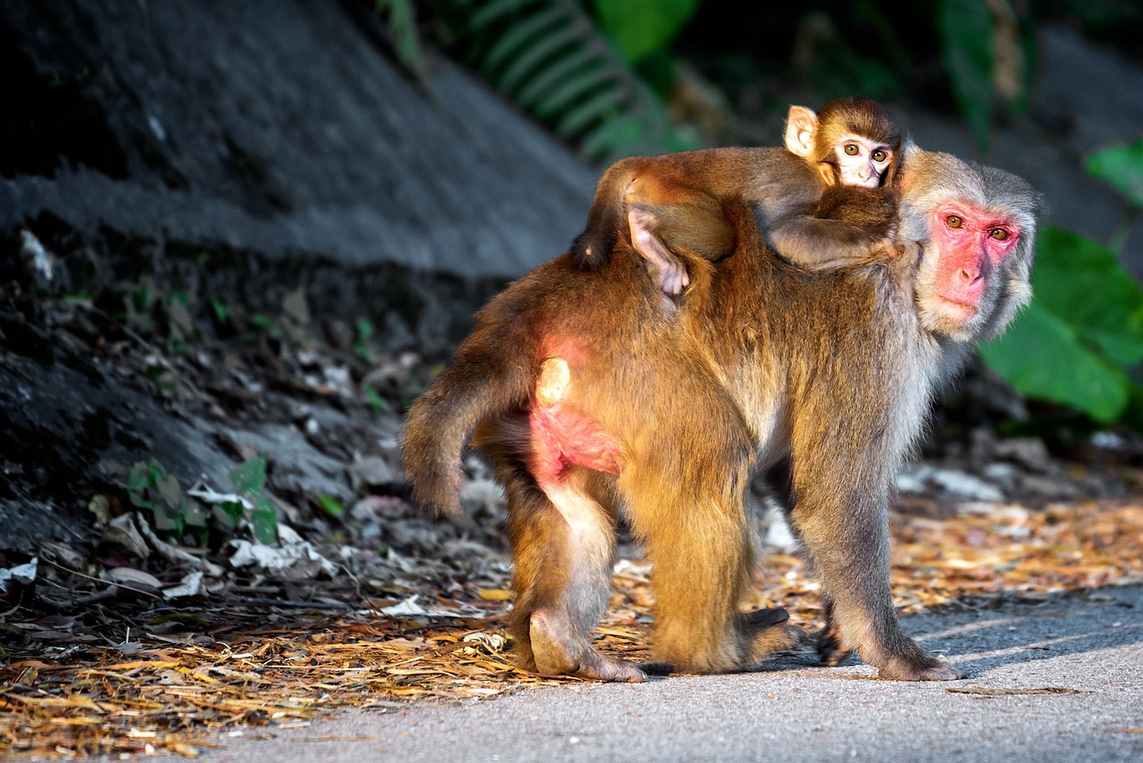 Image - monkey parental animal baby parent