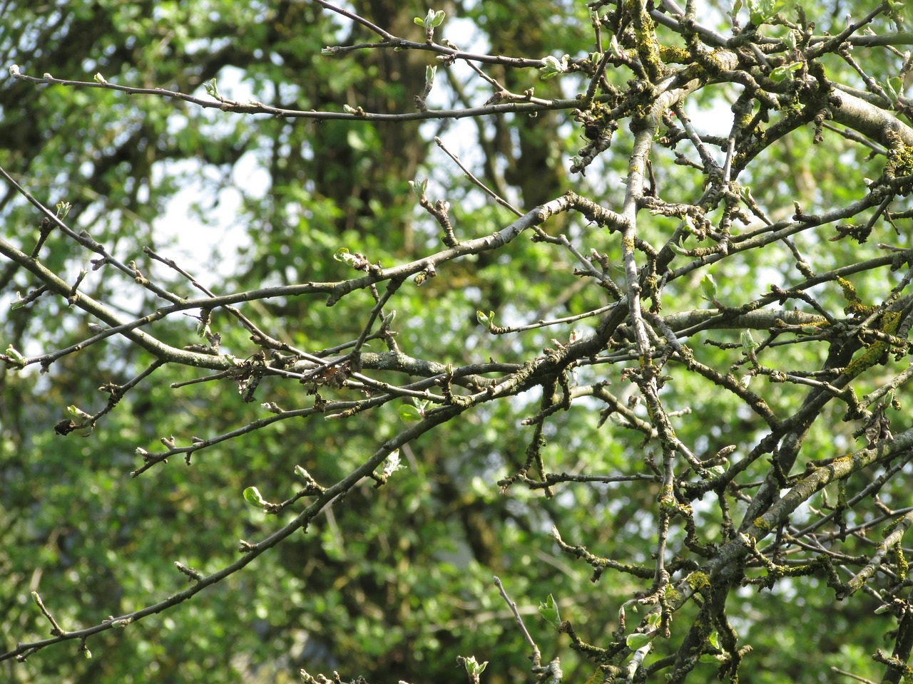 Image - apple tree branches aesthetic