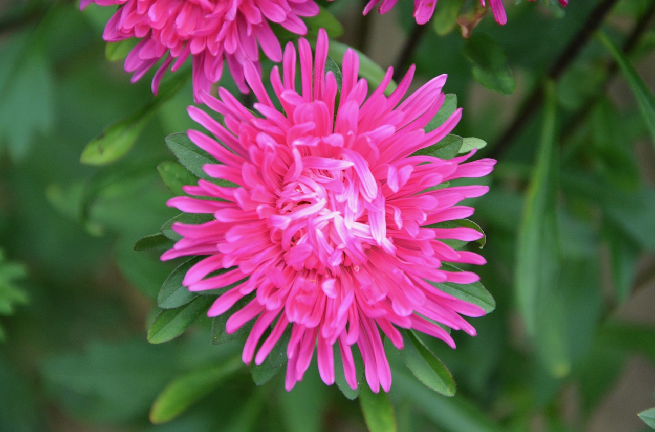 Image - pink flower pretty plant bouquet