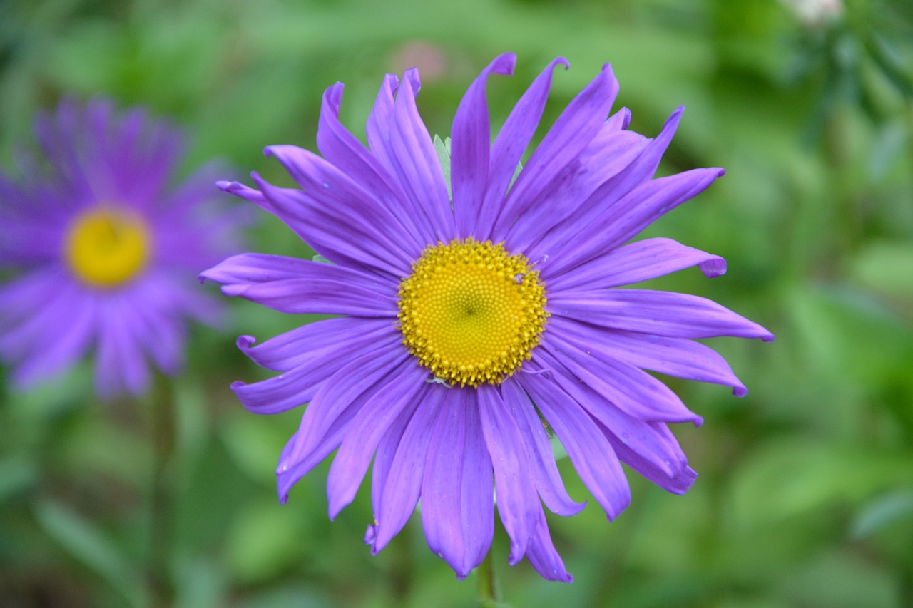 Image - flowers daisies purple bouquet