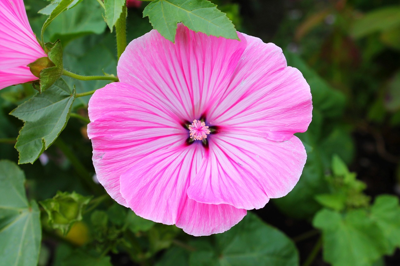 Image - hollyhock flower mallow flower pink