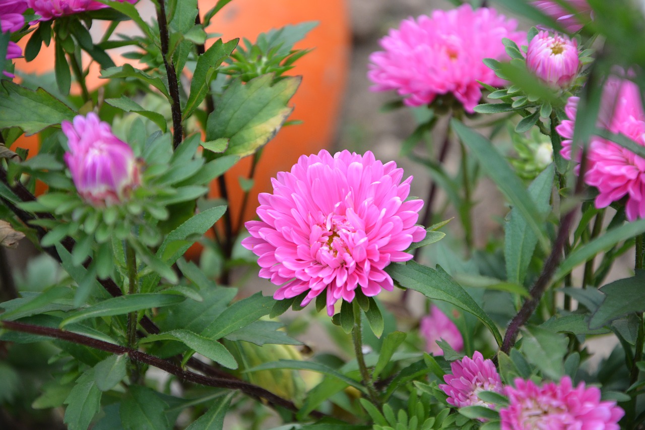 Image - flowers massif parterre garden