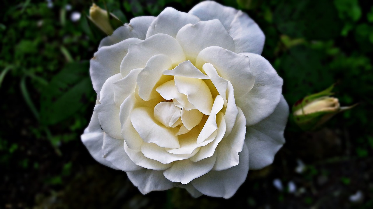 Image - rose biel flower the petals garden