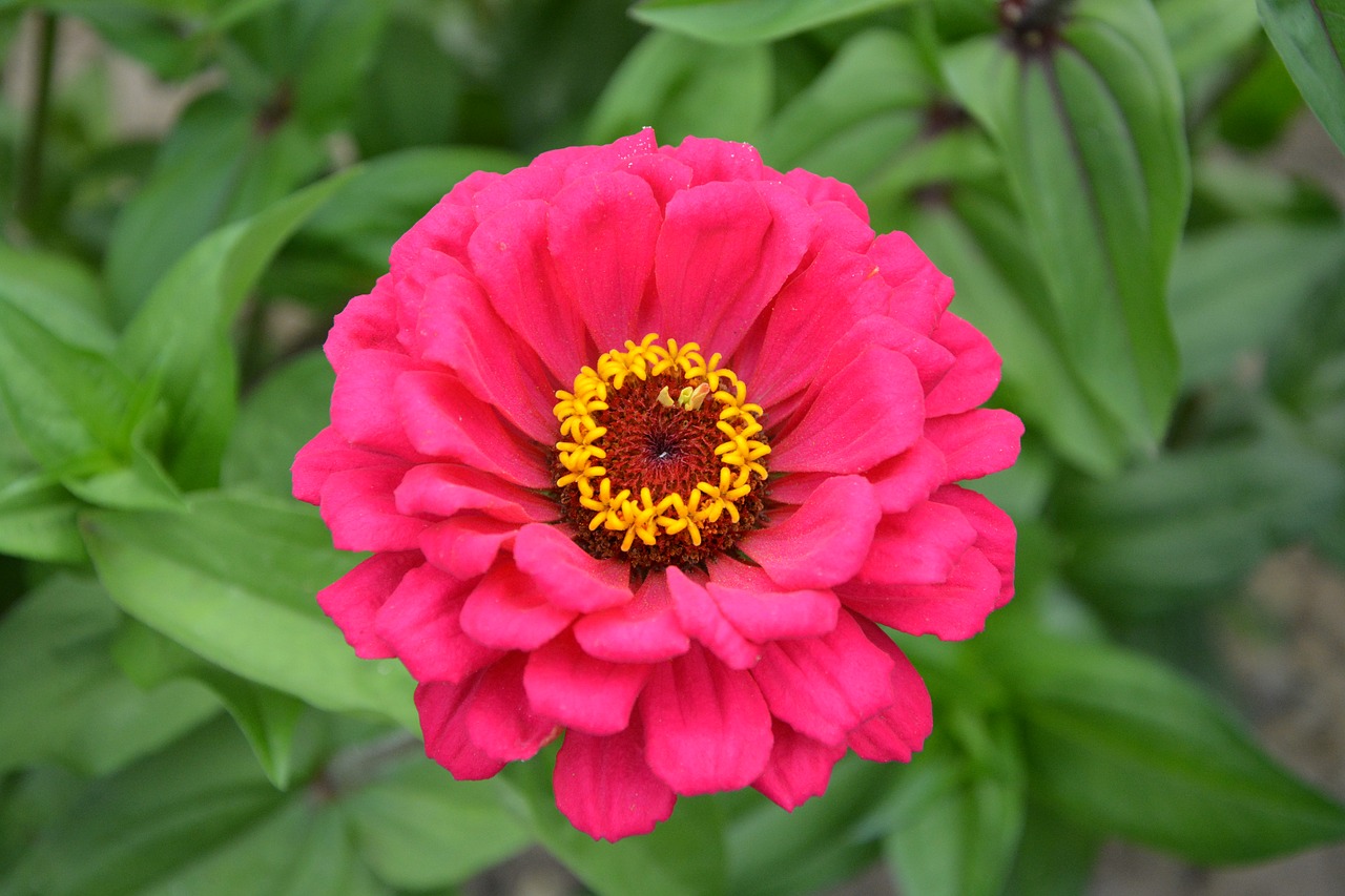 Image - flower bouquet pretty offer nature