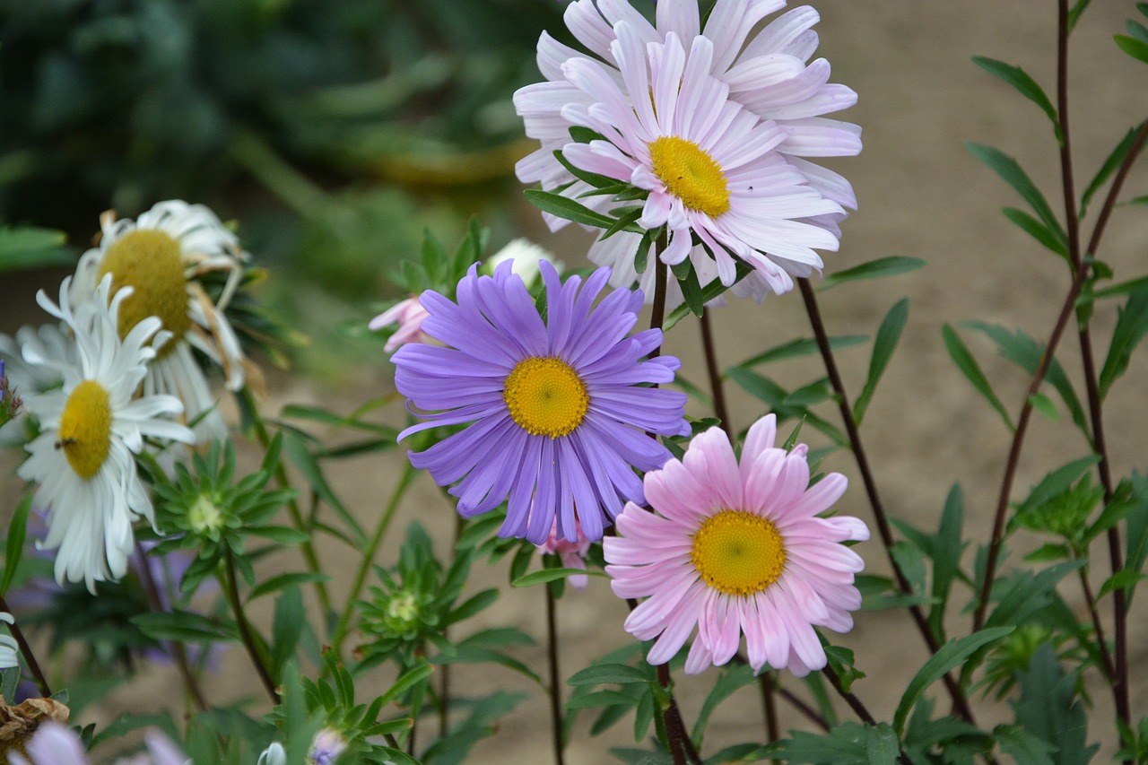 Image - daisies pink white purple