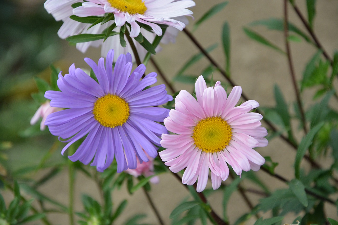 Image - flowers pink colors violet