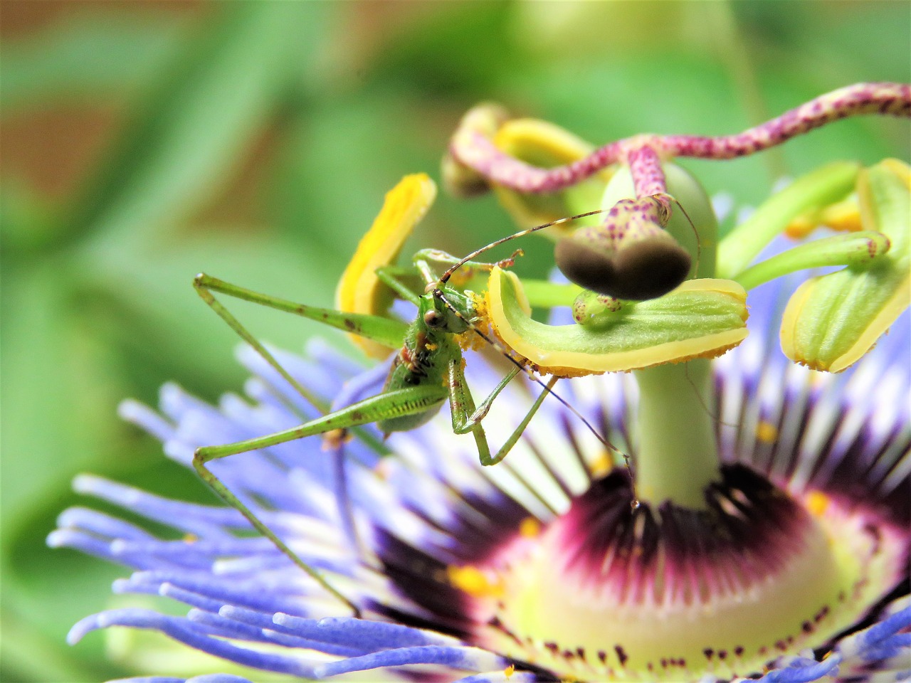 Image - insect grasshopper