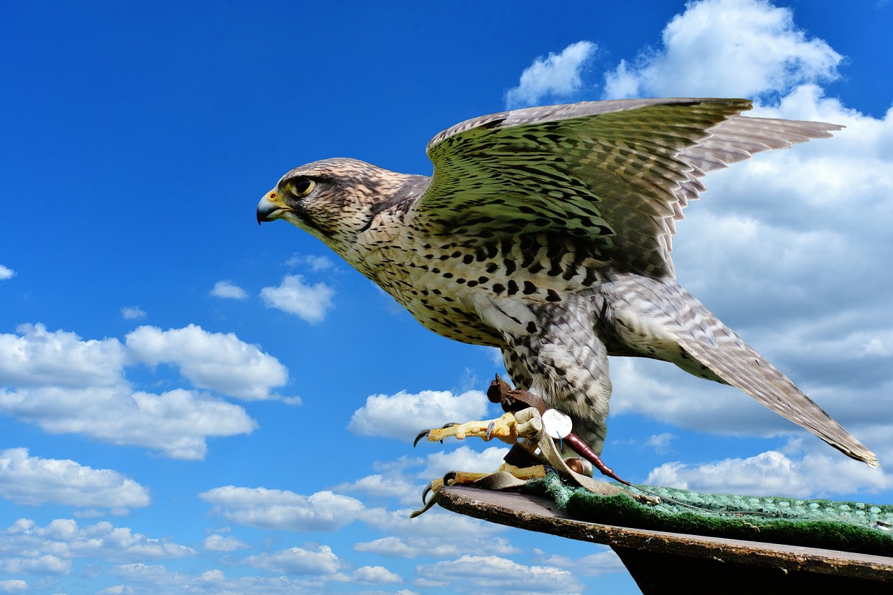Image - falcon wing bird of prey animal