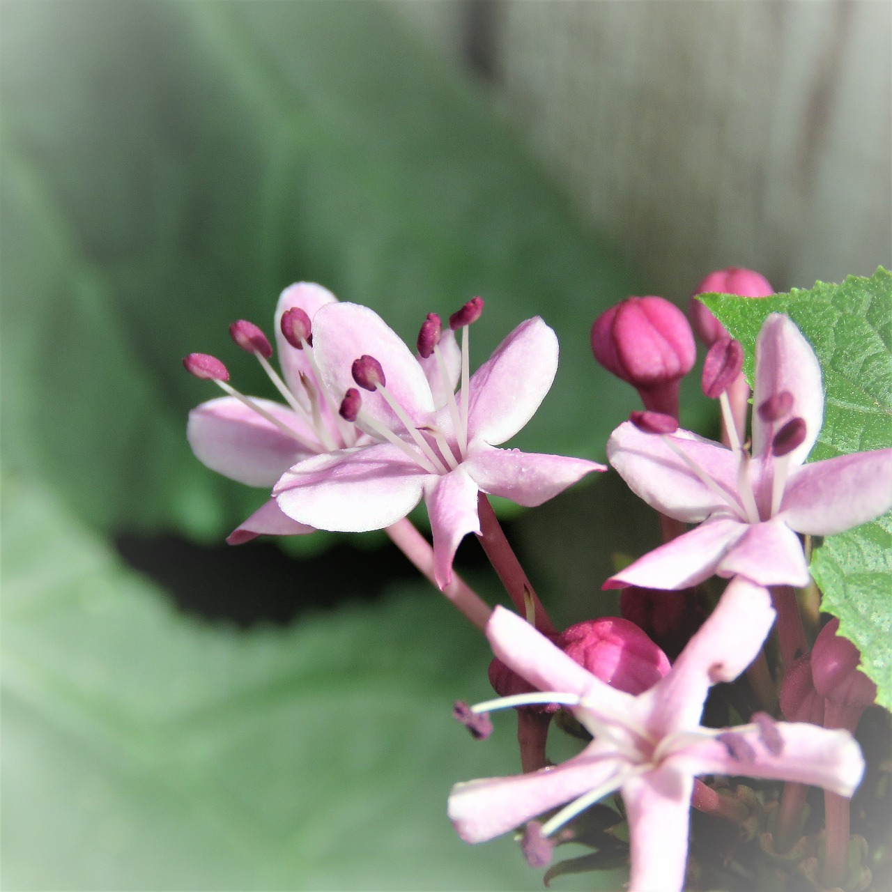 Image - flower tiny purple pink garden