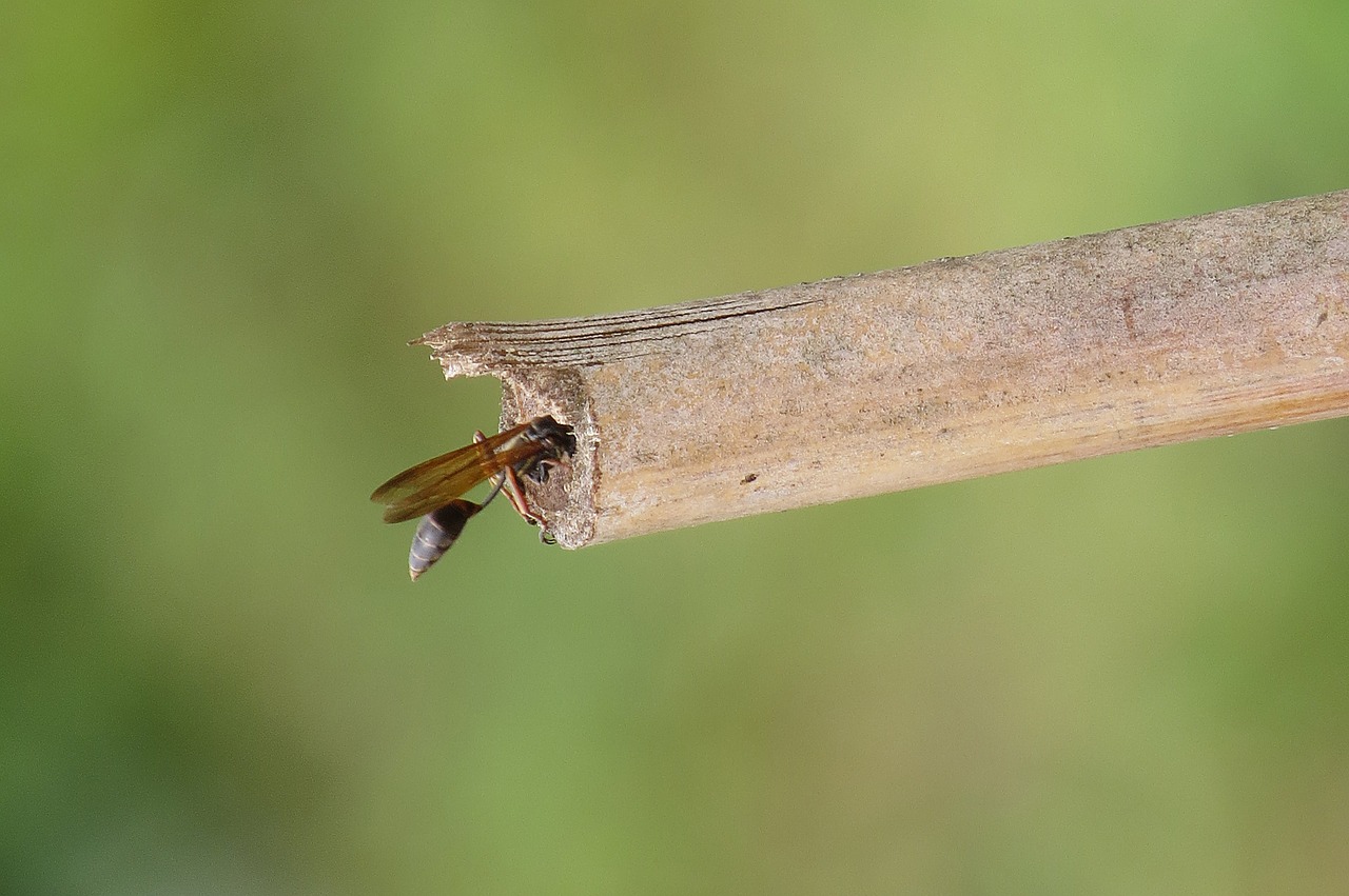 Image - image insect macro wasp nature
