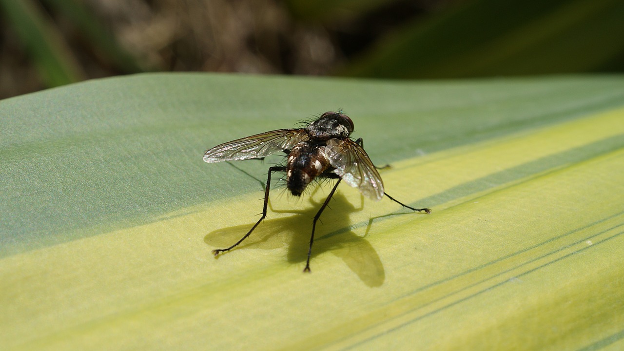 Image - image insect macro fly nature