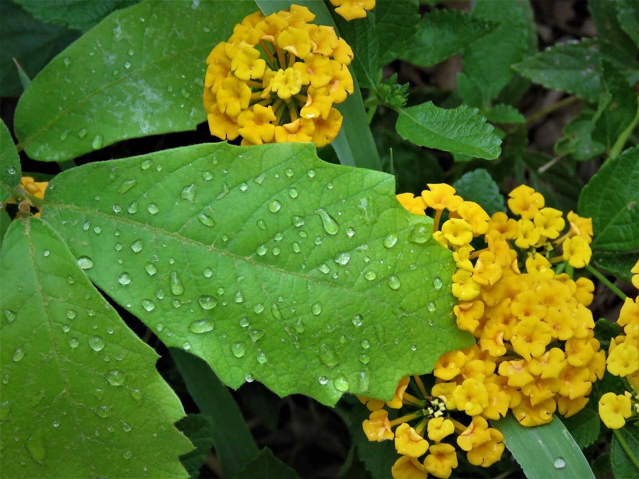 Image - rain drops green leaf yellow flowers