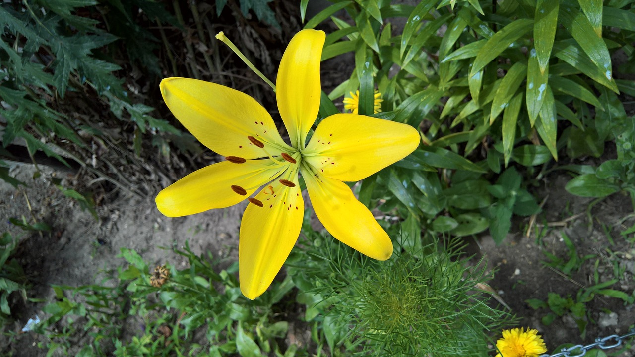 Image - merchant louis moss flower lily