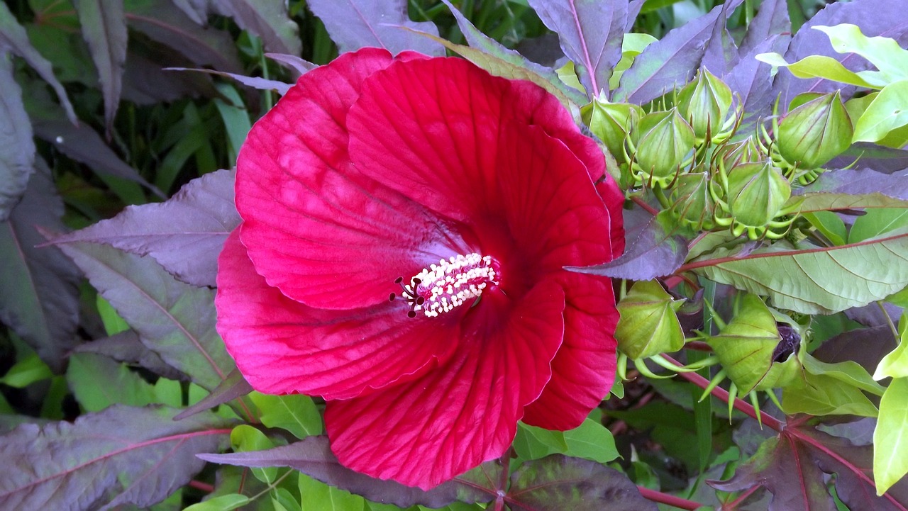 Image - plants flowers hibiscus