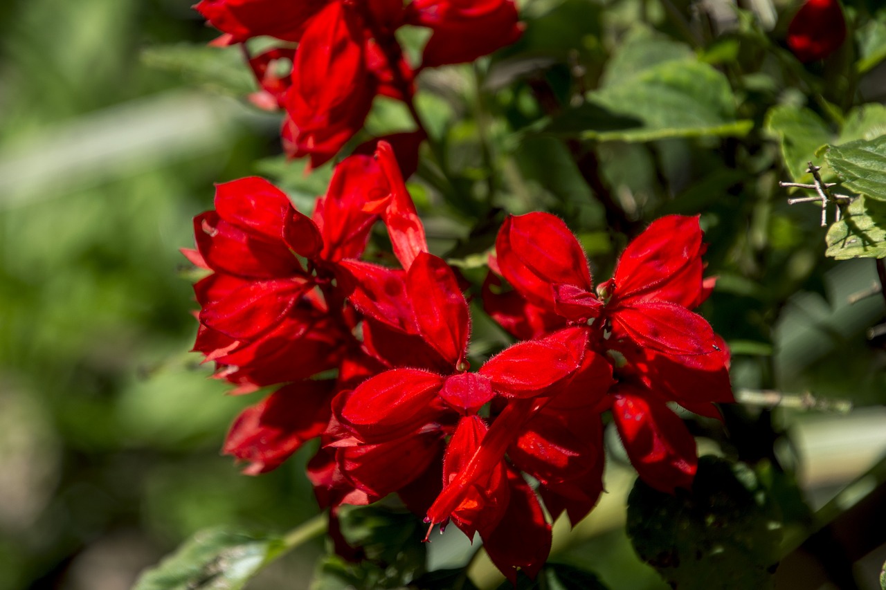 Image - rosa ornamental flower garden