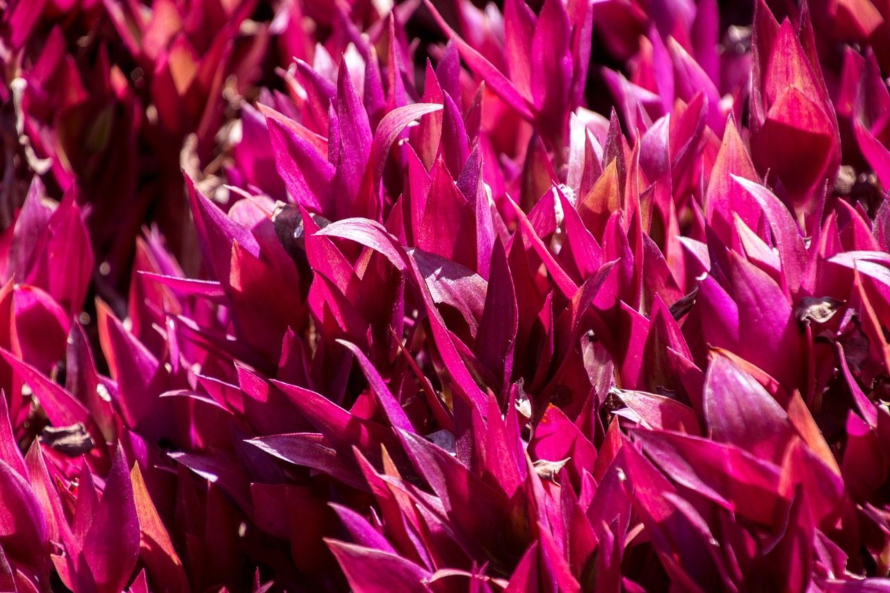 Image - rosa ornamental flower garden