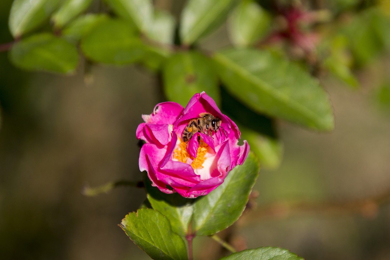 Image - rosa ornamental flower garden