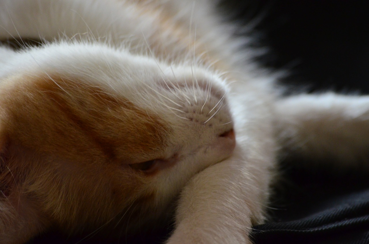 Image - gata cat feline pet animal