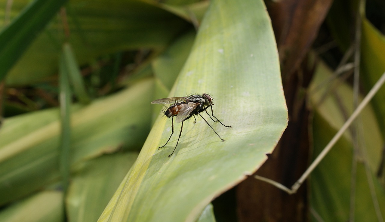 Image - insect fly nature macro bichito
