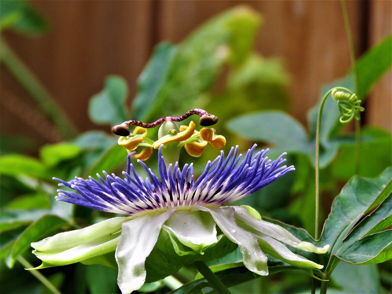 Image - flower complex passion flower bloom