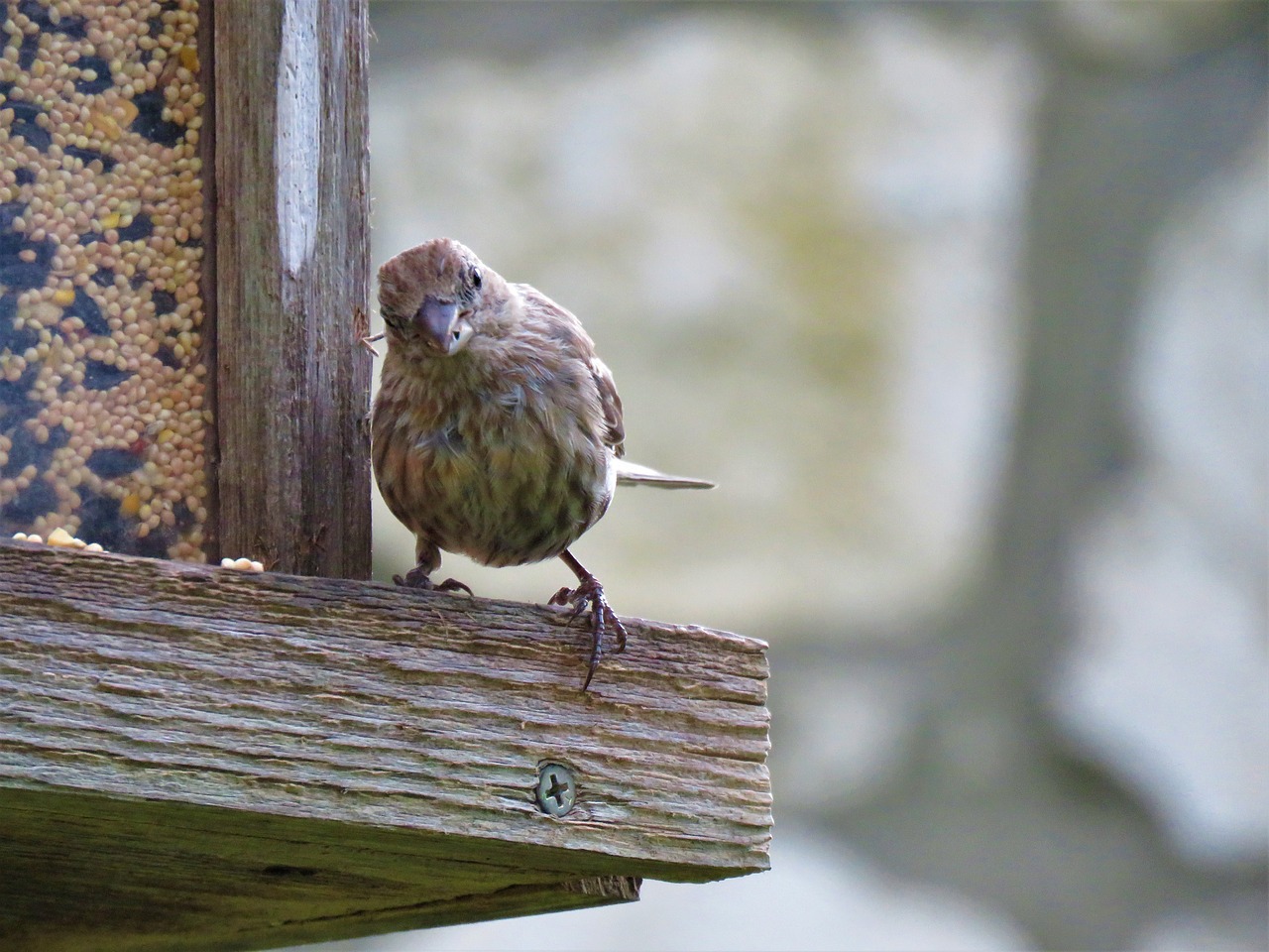 Image - bird brown tan wildlife