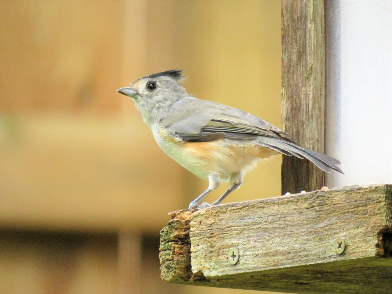 Image - bird wildlife gray top notch