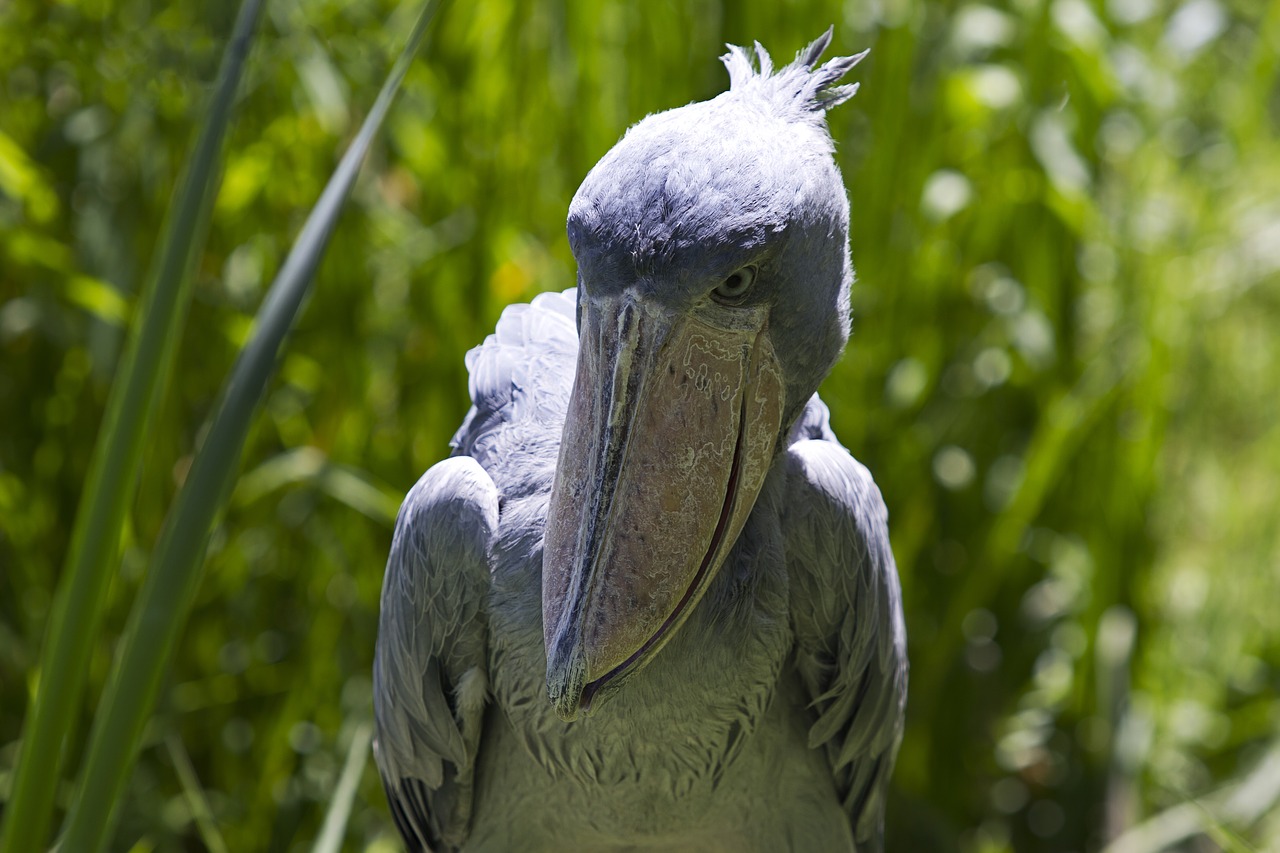 Image - shoebill bird large beak animal