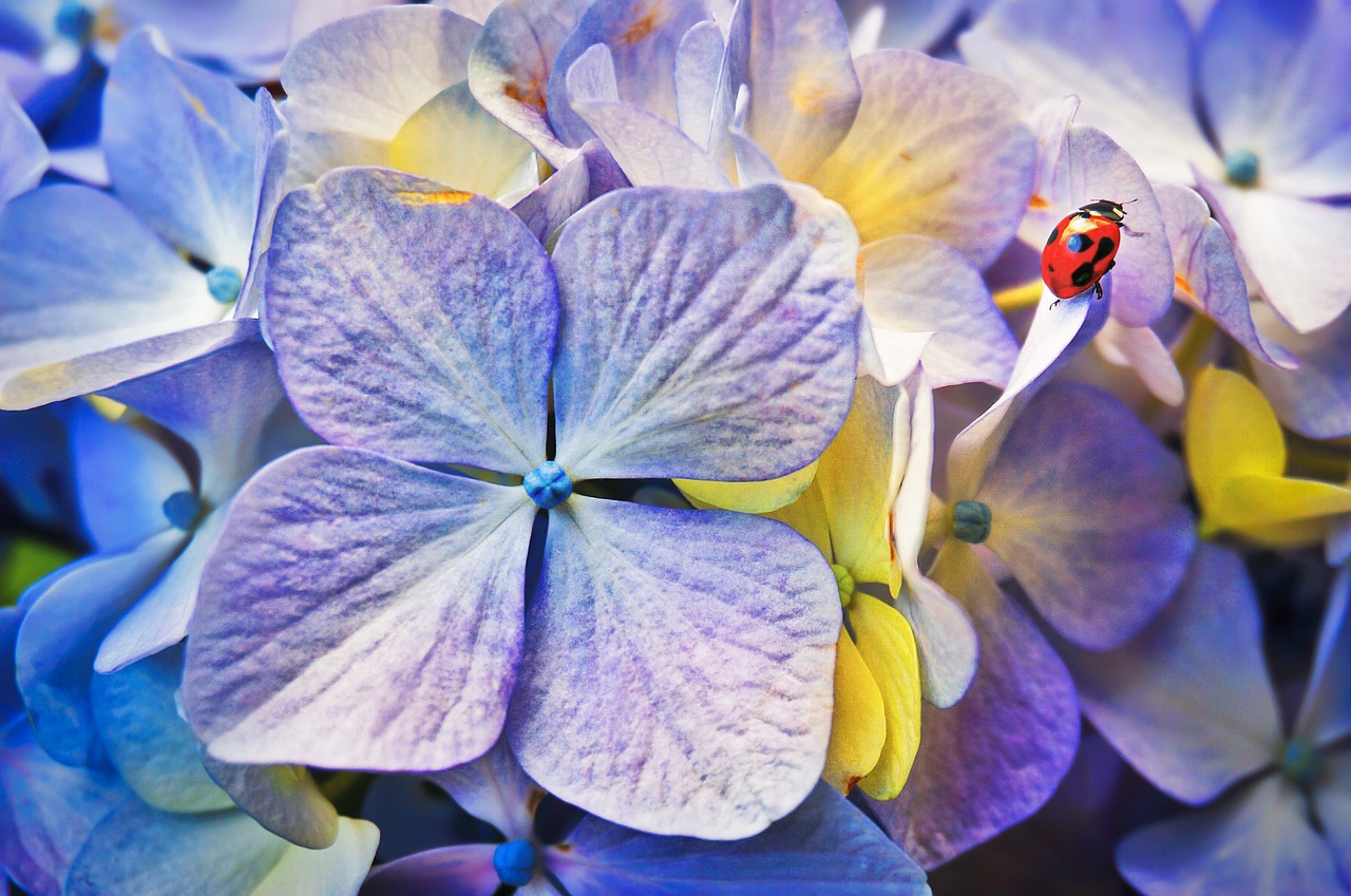 Image - ladybird flowers garden bug