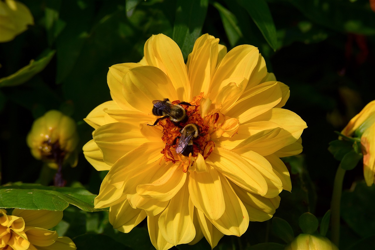 Image - flower yellow bright shadow bees