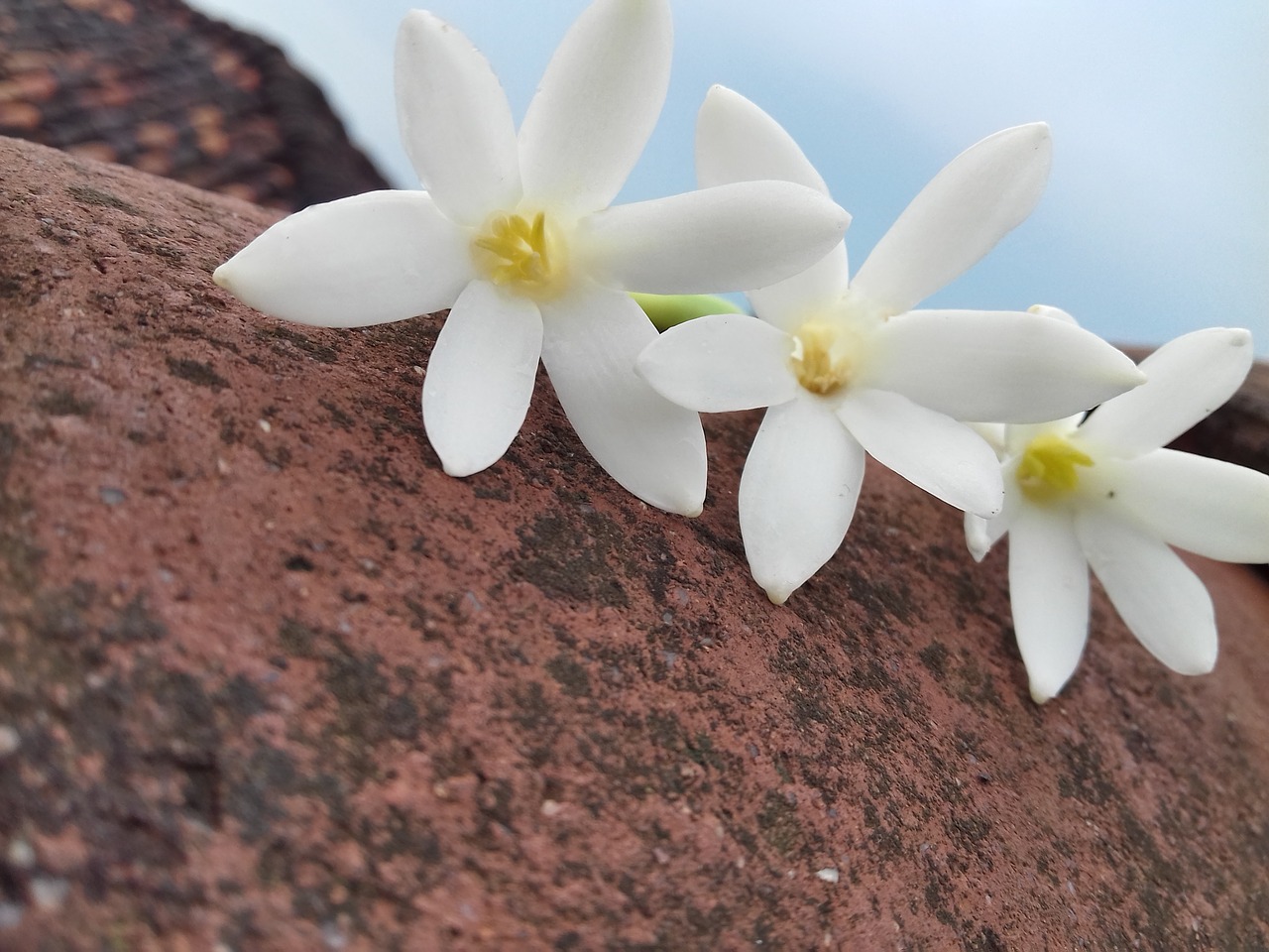 Image - brown beautiful jasmine