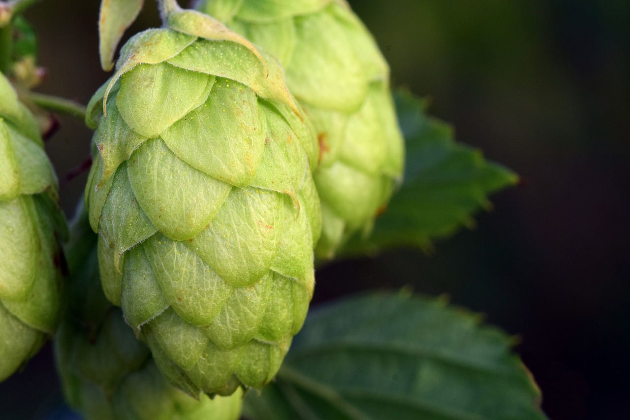 Image - hops hops flower green hanging