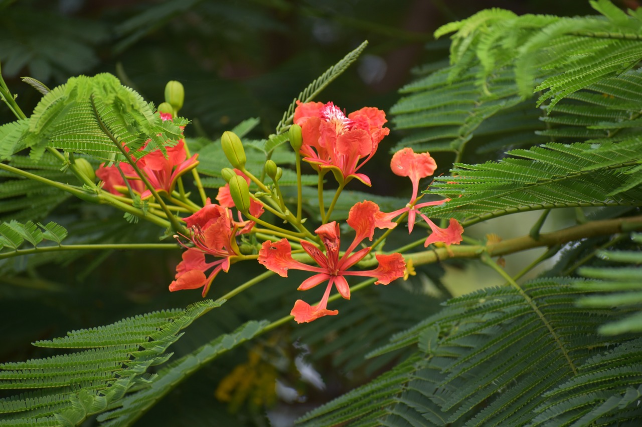 Image - peacock flower red bird of paradise