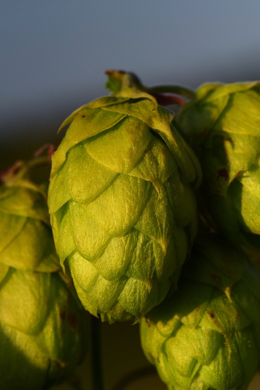 Image - hops hops flower green hanging