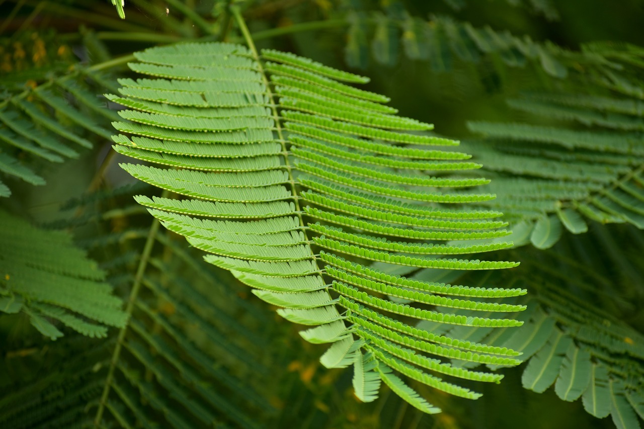 Image - peacock flower leaf fern like