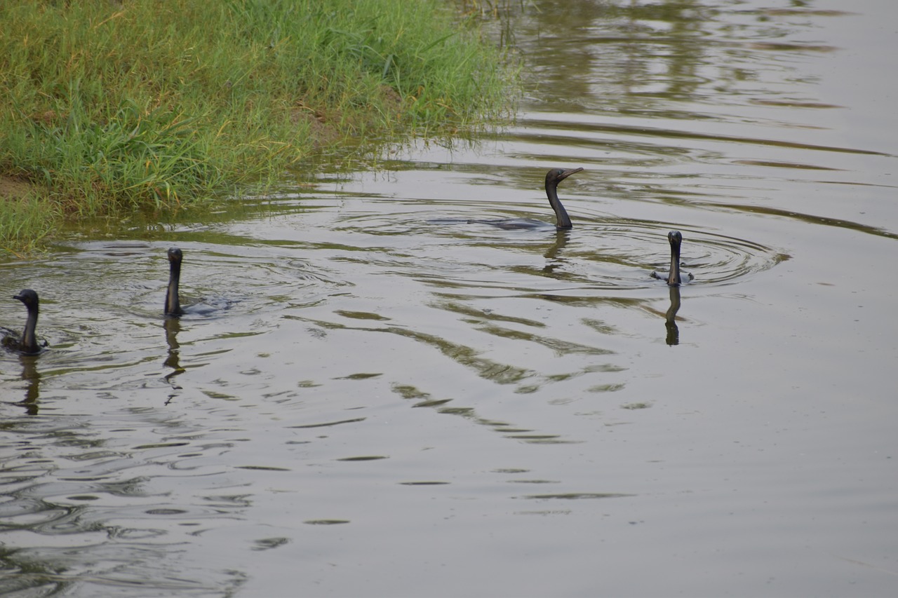 Image - darter birds black birds