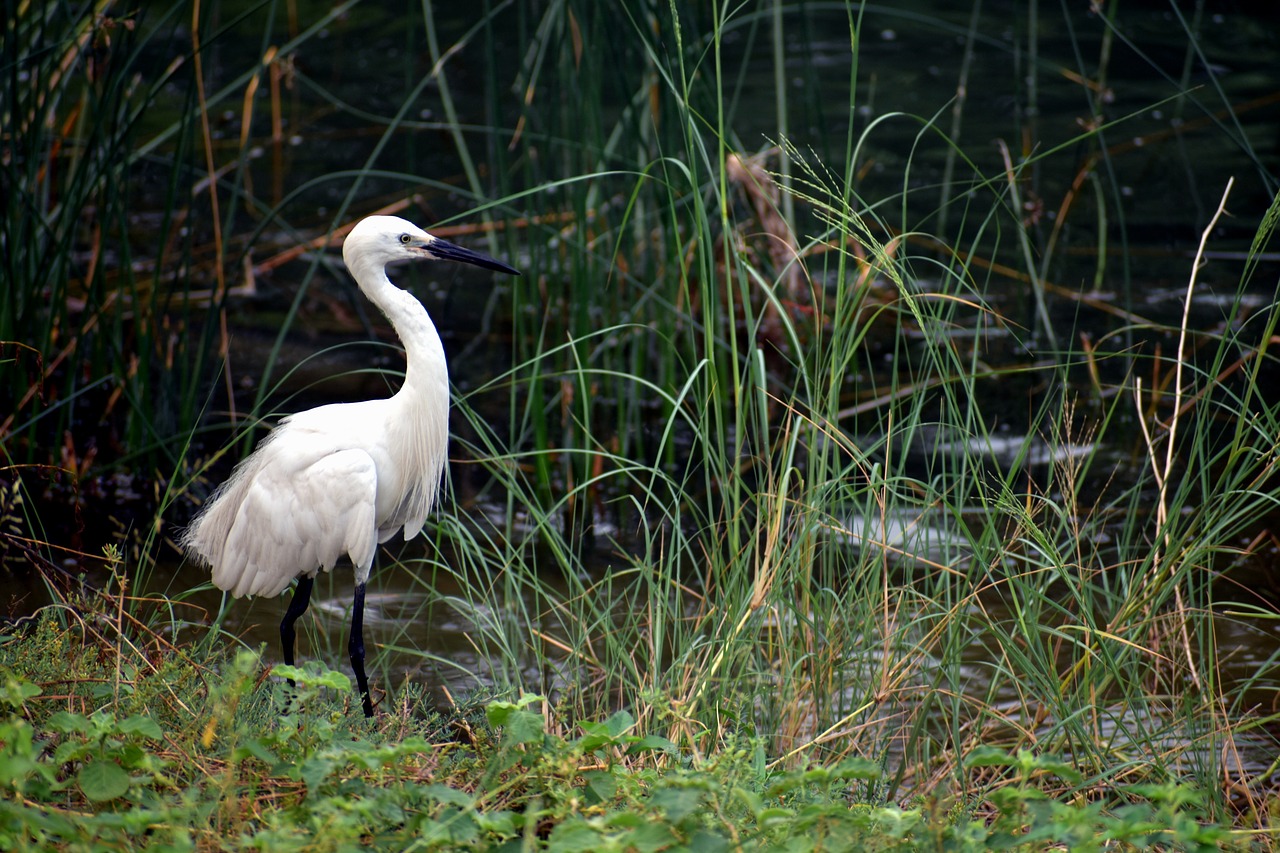 Image - crane water bird bird standing