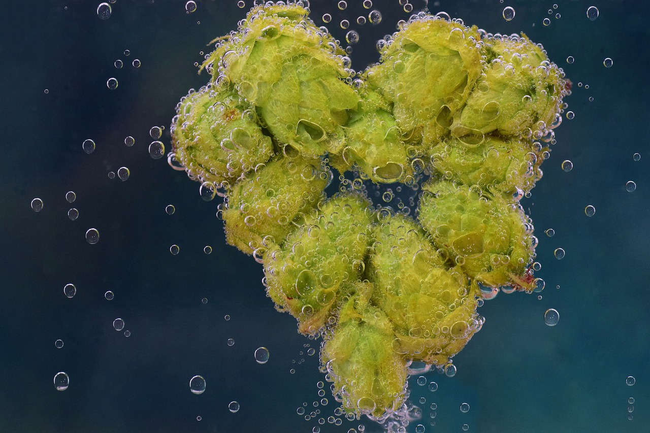 Image - hops hops flower green heart