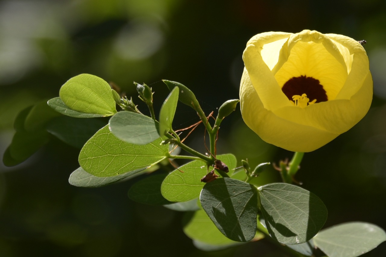 Image - israeli summer flower