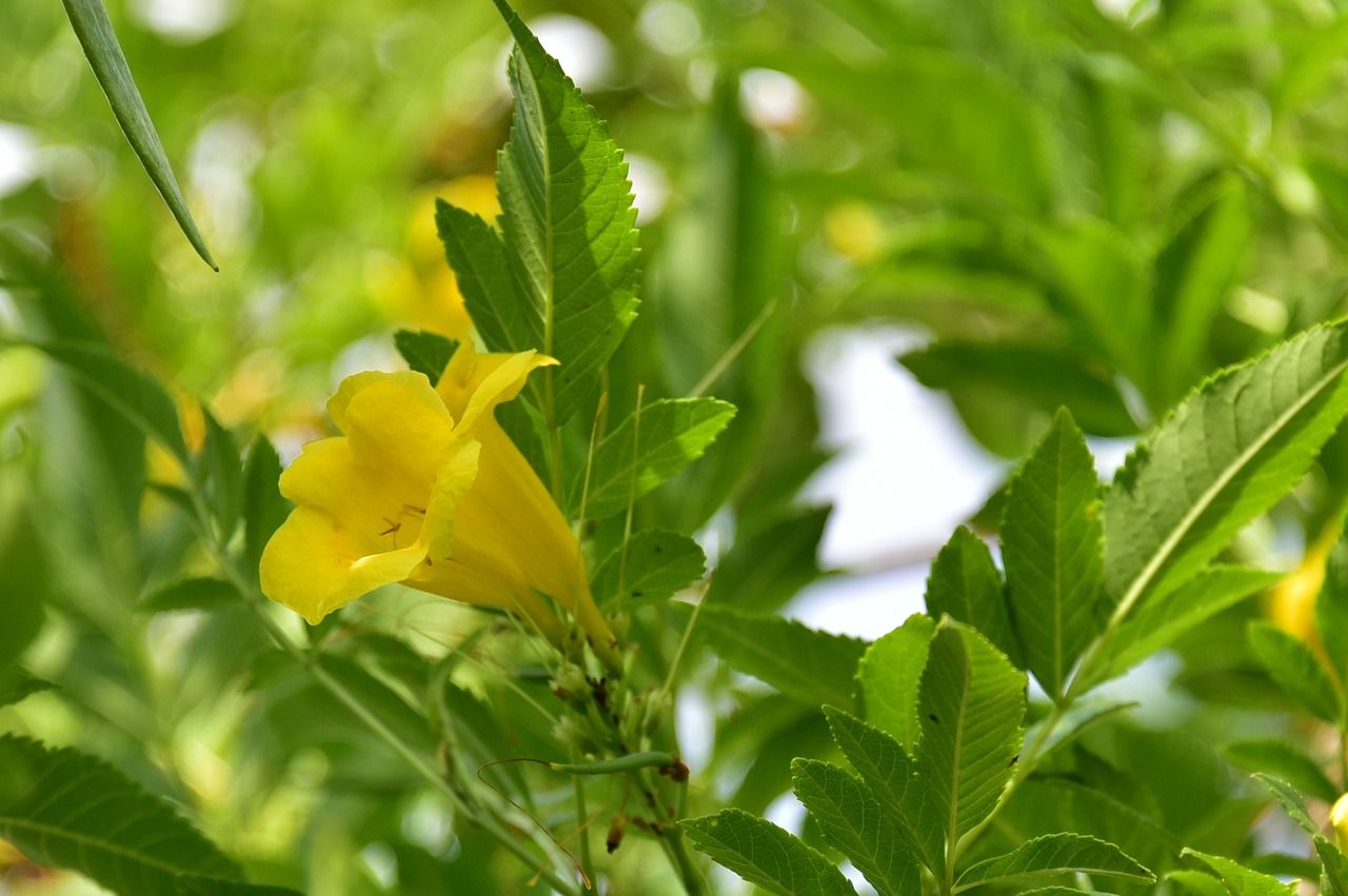 Image - israeli summer flower