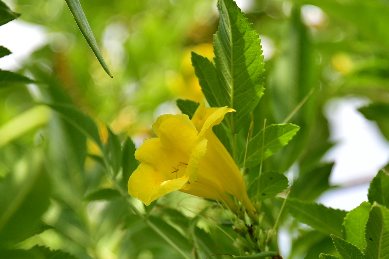 Image - israeli summer flower